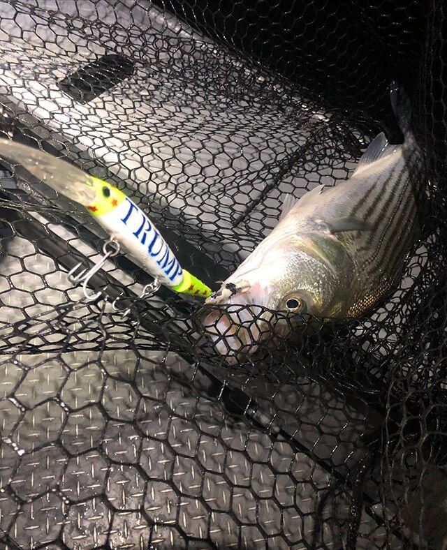 Thanks Mikey for the new lures!! Their &ldquo;Making Striper Fishing Great Again&rdquo;! #fishing #nightfishing #trump2020 #president #stripedbass @plinefishing @fish_shimano_north_america @fishgloomis @river_wild_boats @kittlesoutdoorsportco.1999