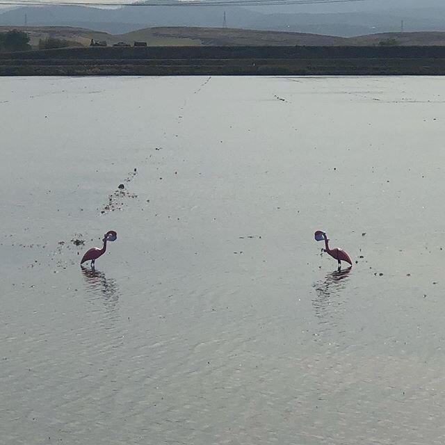 Thanks to the Flamingo Fairies! Quite the cool surprise this morning, PPE and all!  #flamingo #ricefield #decoy #agriculture #essential #covid_19 @californiarice @doug.lamalfa