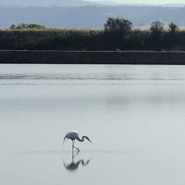 The Great Egret (Ardea alba) also know as the Great White Heron. I&rsquo;m always amazed at how stealthy they are! #precise #patience #stealthmode #crawfish #eatin #conservation #beneficial #californiarice @calwaterfowl @californiarice
