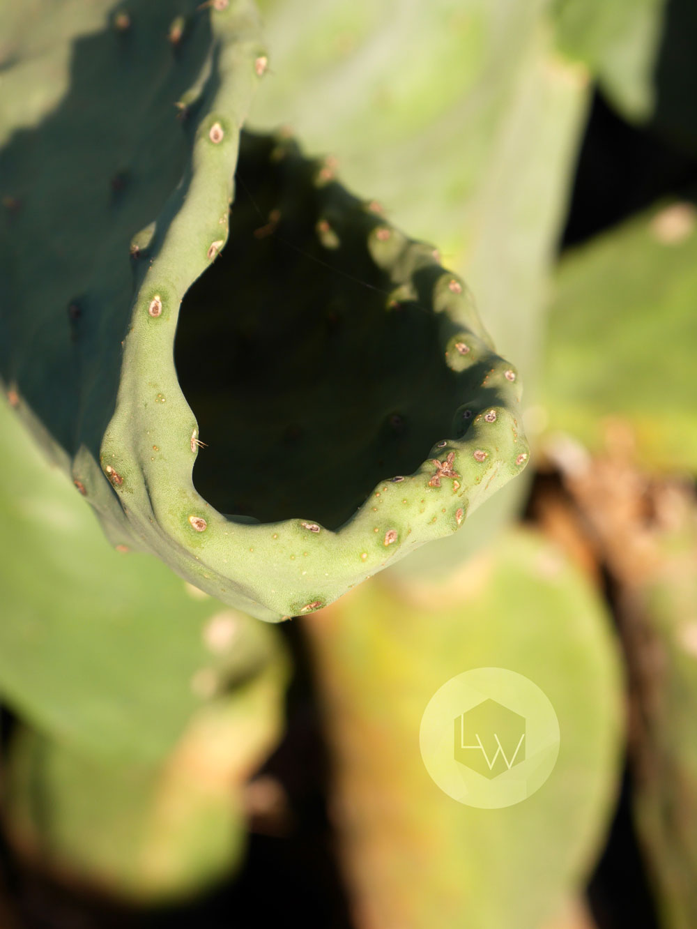 Prickly Pear Mildura