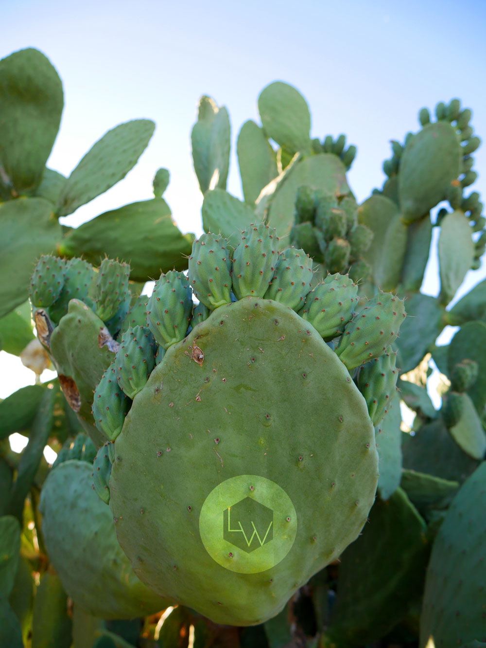 Prickly Pear Mildura