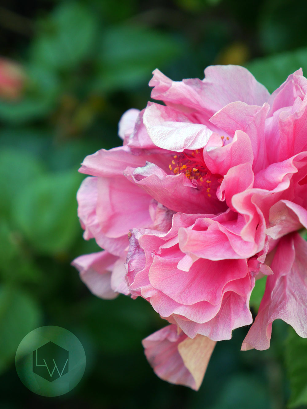flower2.jpg