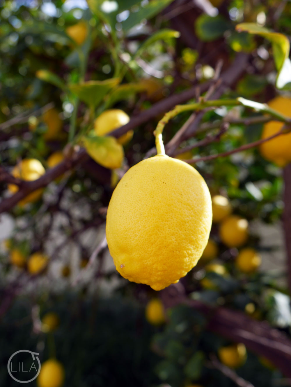 Lemon tree
