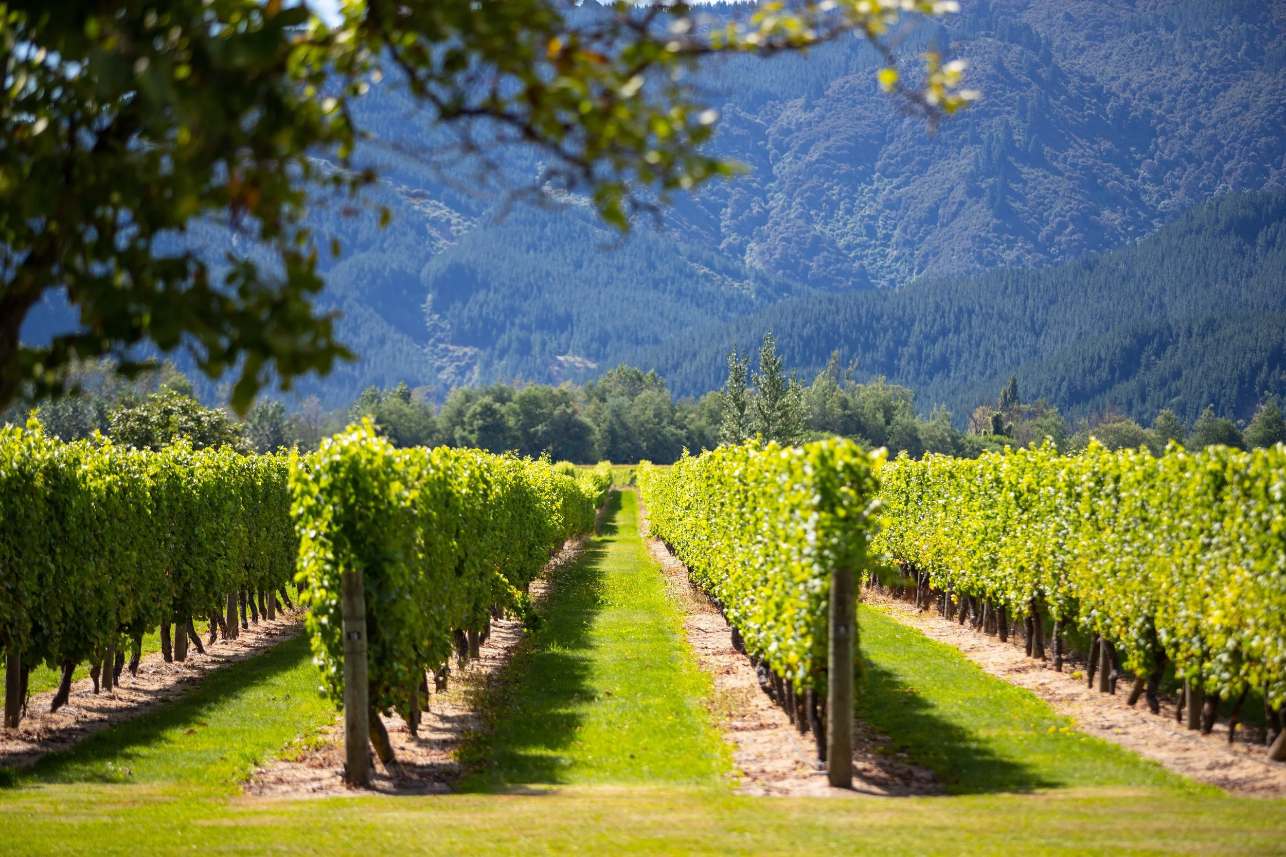 Vineyard with rows of grapevines and mountains in the background on a sunny day.