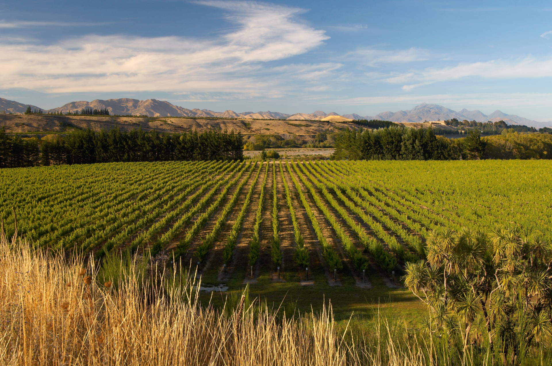 Vast vineyard with green grapevines in the foreground, surrounded by dry tall grass, with distant mountains and a partly cloudy sky in the background.