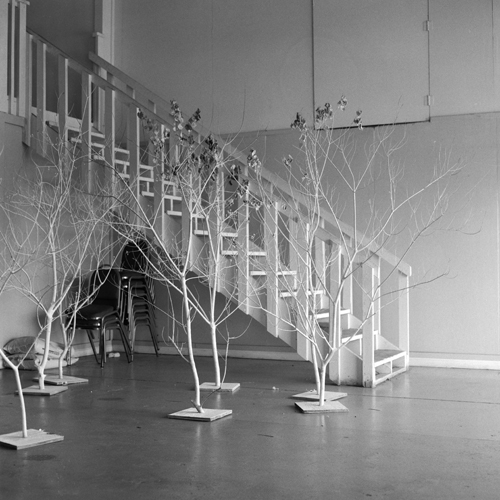 1trees.jpg