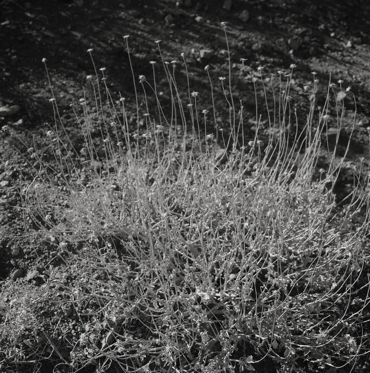 cgreenlee_13_bw_joshua015.jpg