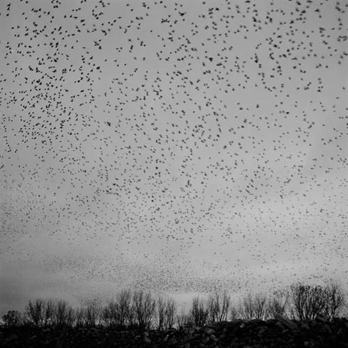birds.jpg