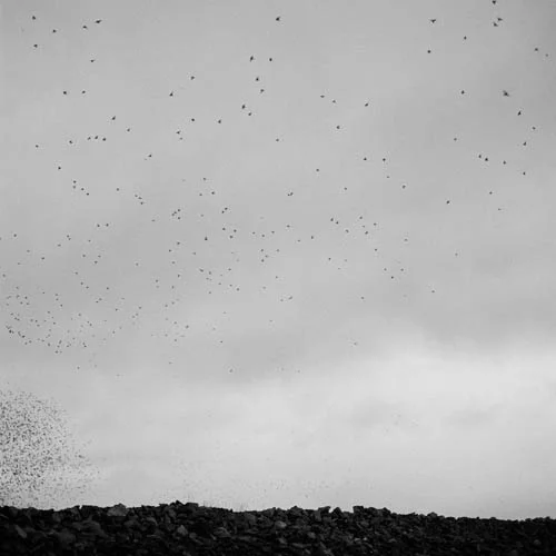 birds2.jpg