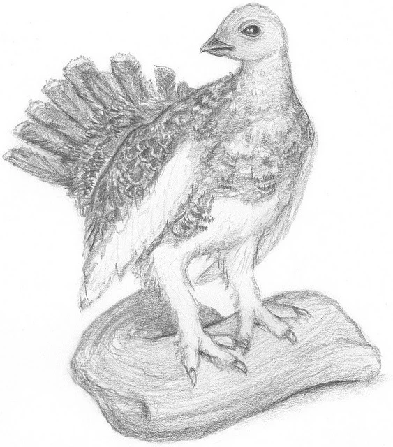 Ljuba and I rescued this crappily-taxidermied turkeyesque bird from a roadside bag of freebies (see also: her duck companion ). She’s had a good run presiding over our living room, but I think it’s time for her to move on.