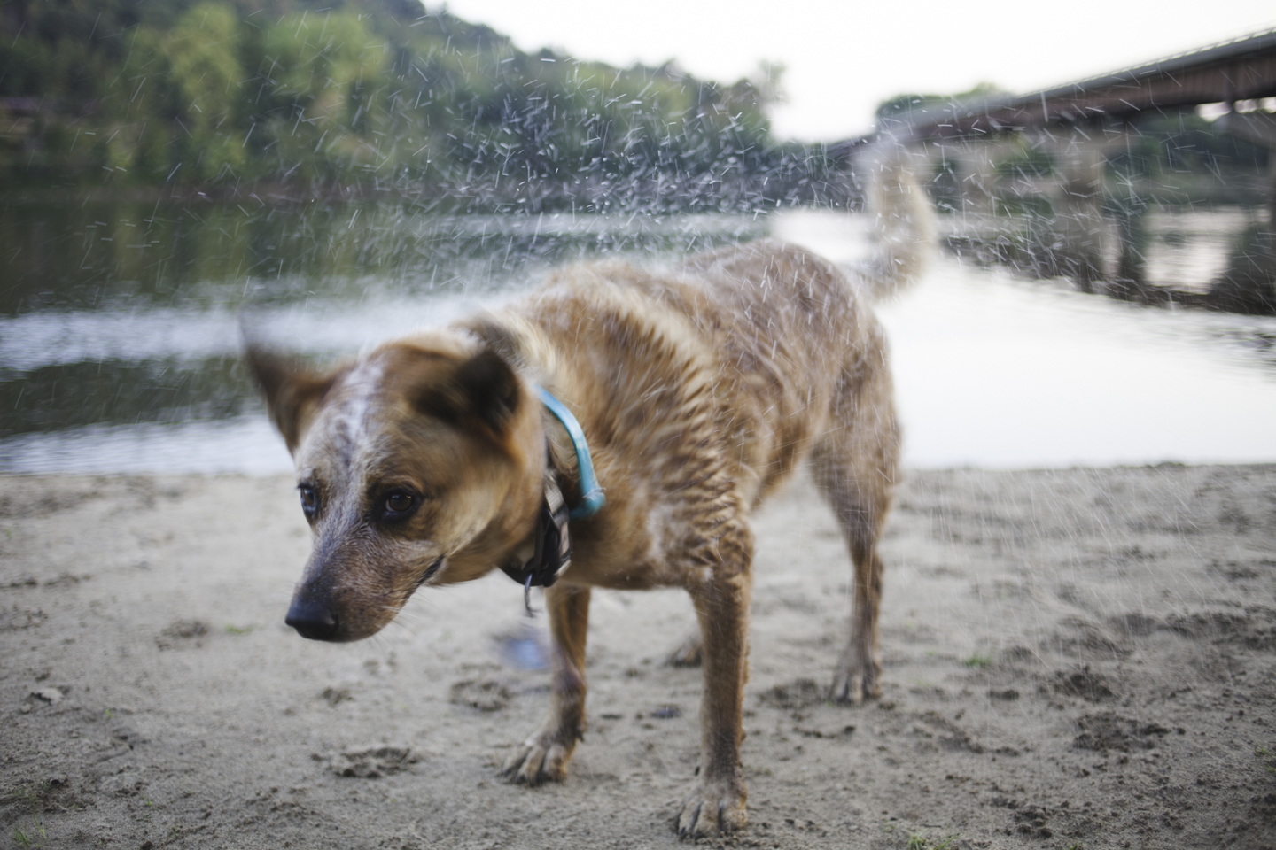 An 11-year-old Red Heeler named Birdie shakes off after a dip in the Wisconsin River. The beach beneath Highway 23 is a popular park, especially great for a dog with arthritis who needs low-impact exercise like swimming.