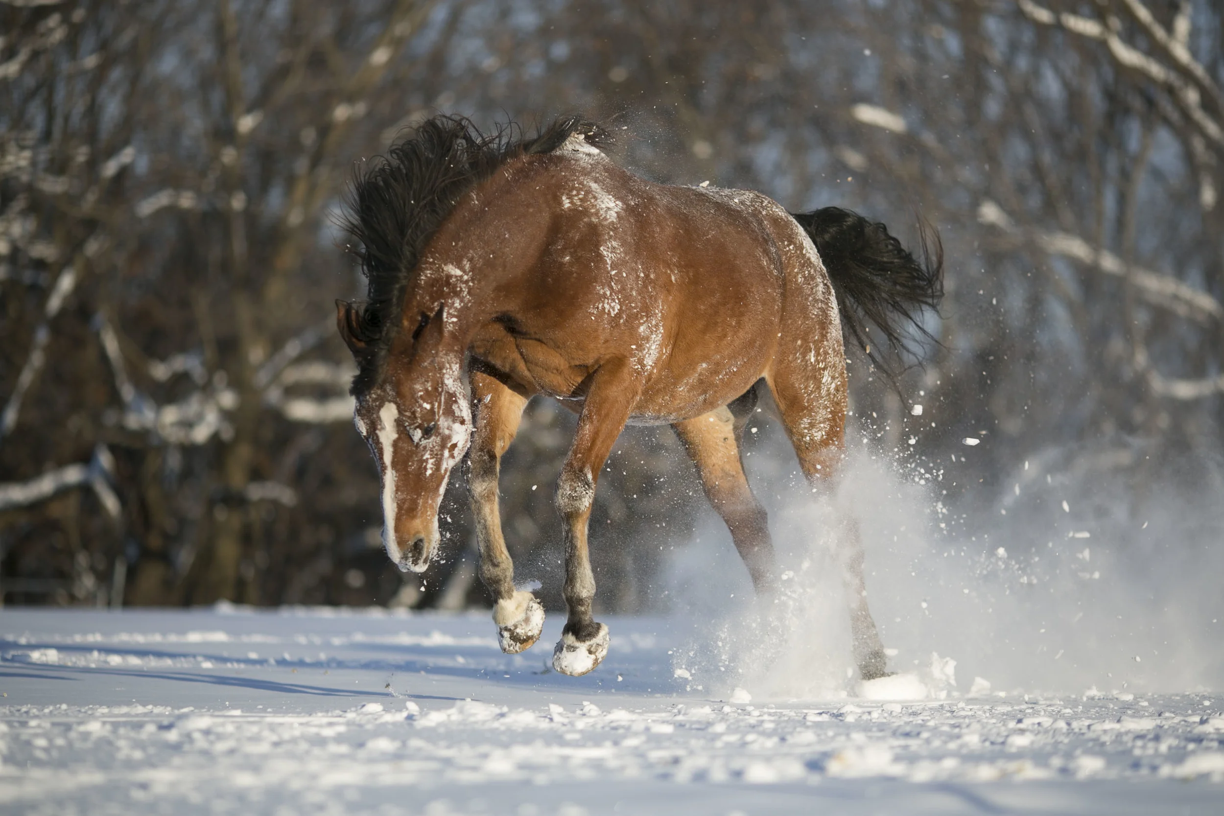 Finny, an Arabian gelding celebrates the first snow just west of Madison, Wisconsin. A string of warm fall days kept snow at bay until after Christmas.
