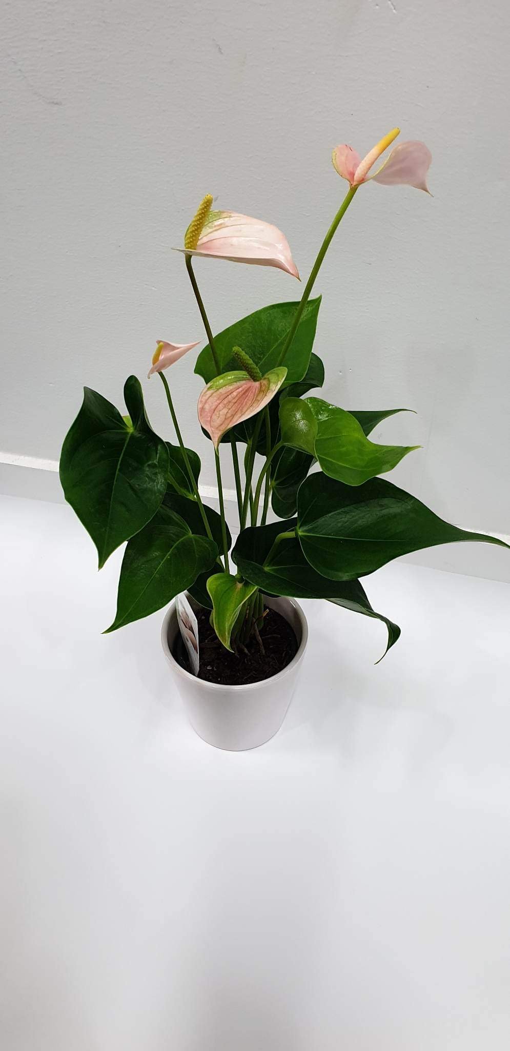 Pot plant in ceramic pot