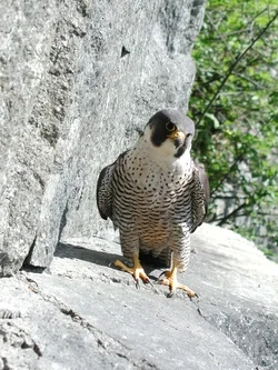 Peregrines On The Rise