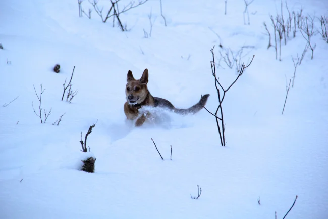 Pow hound, Moana, getting after it.
