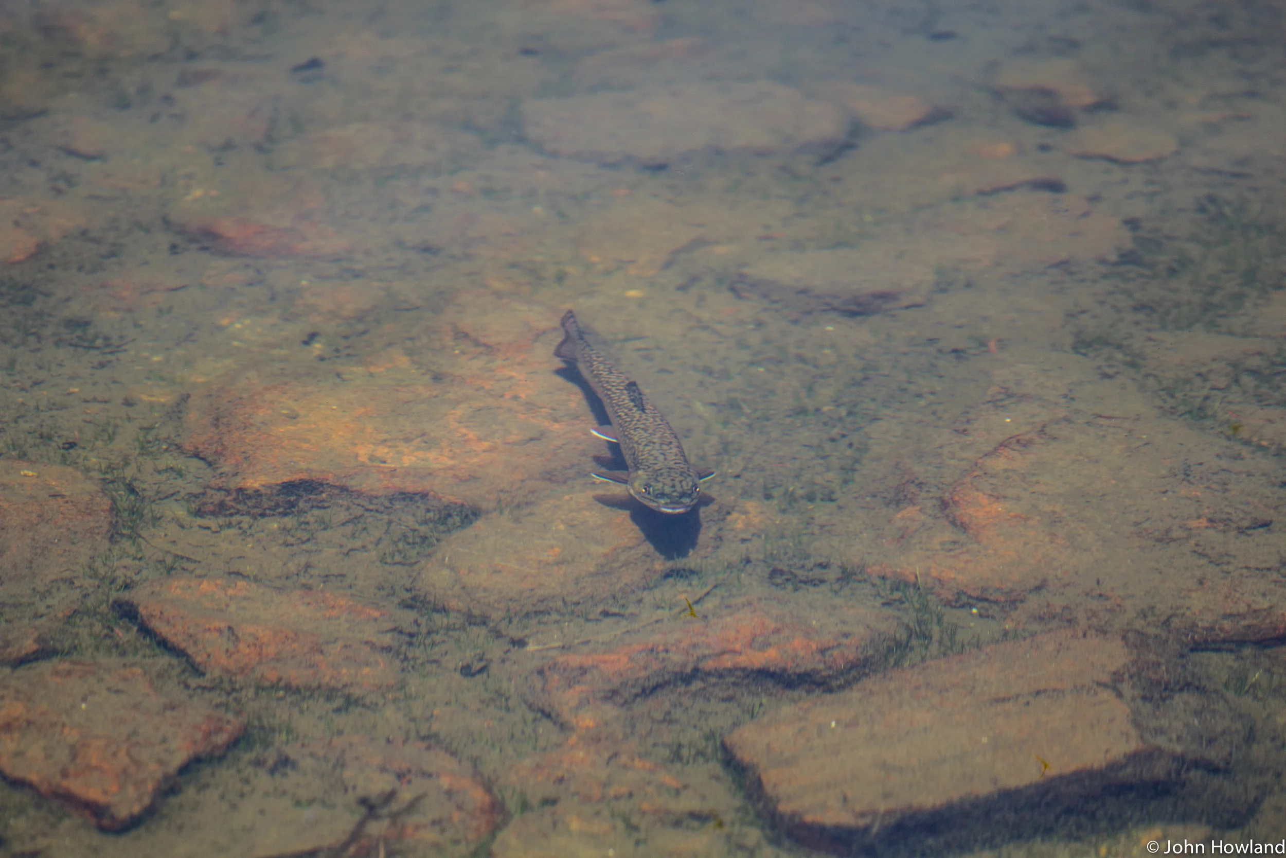 Found this little guy cruising around a quite lake high in the Uintas.