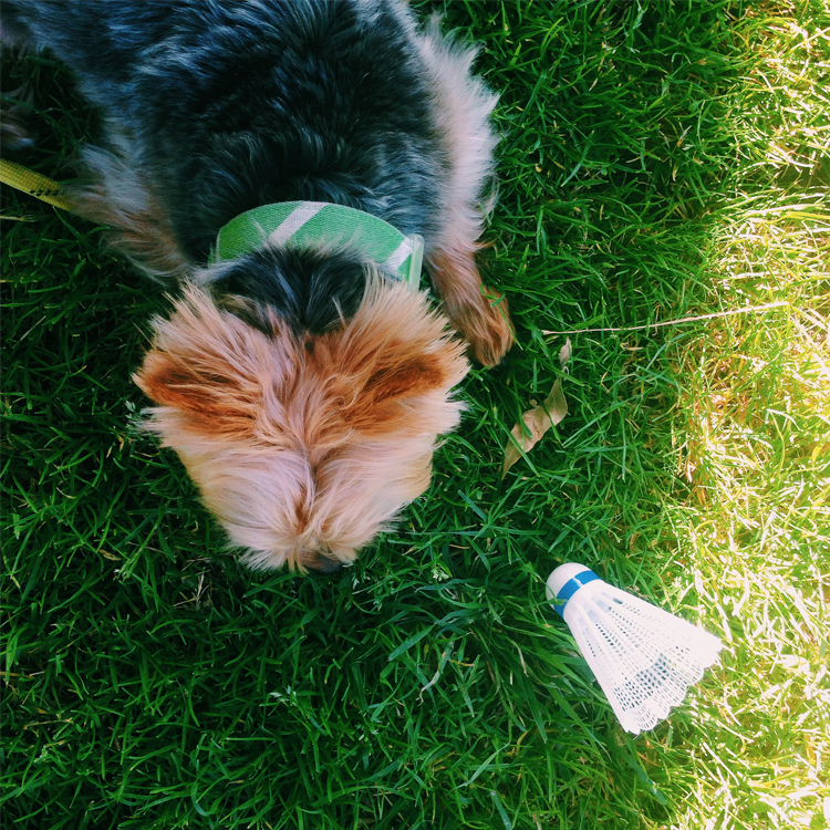 Adventure: Badminton In The Park