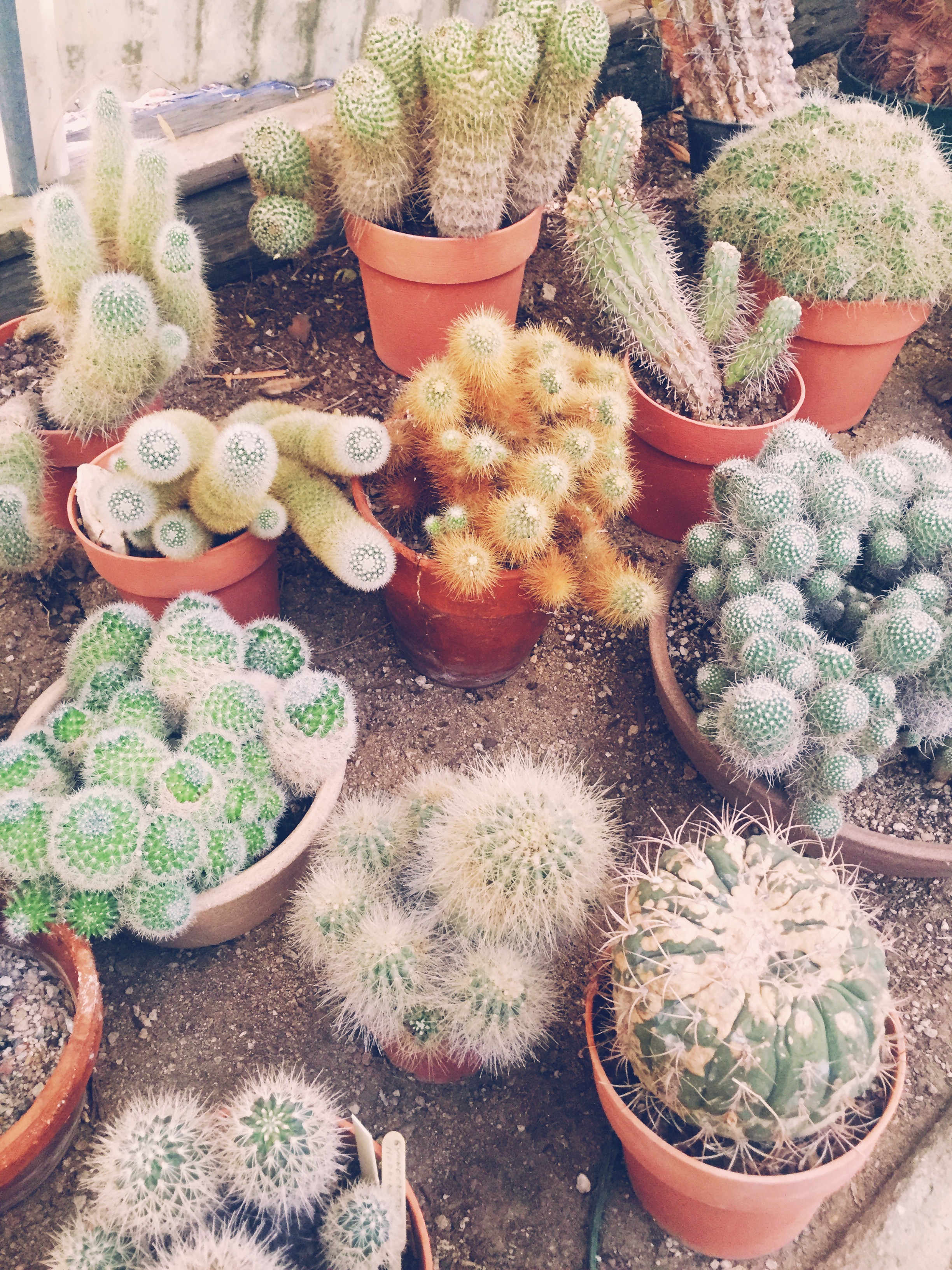  Cactus Garden / Moorten Botanical Garden, Palm Springs CA 