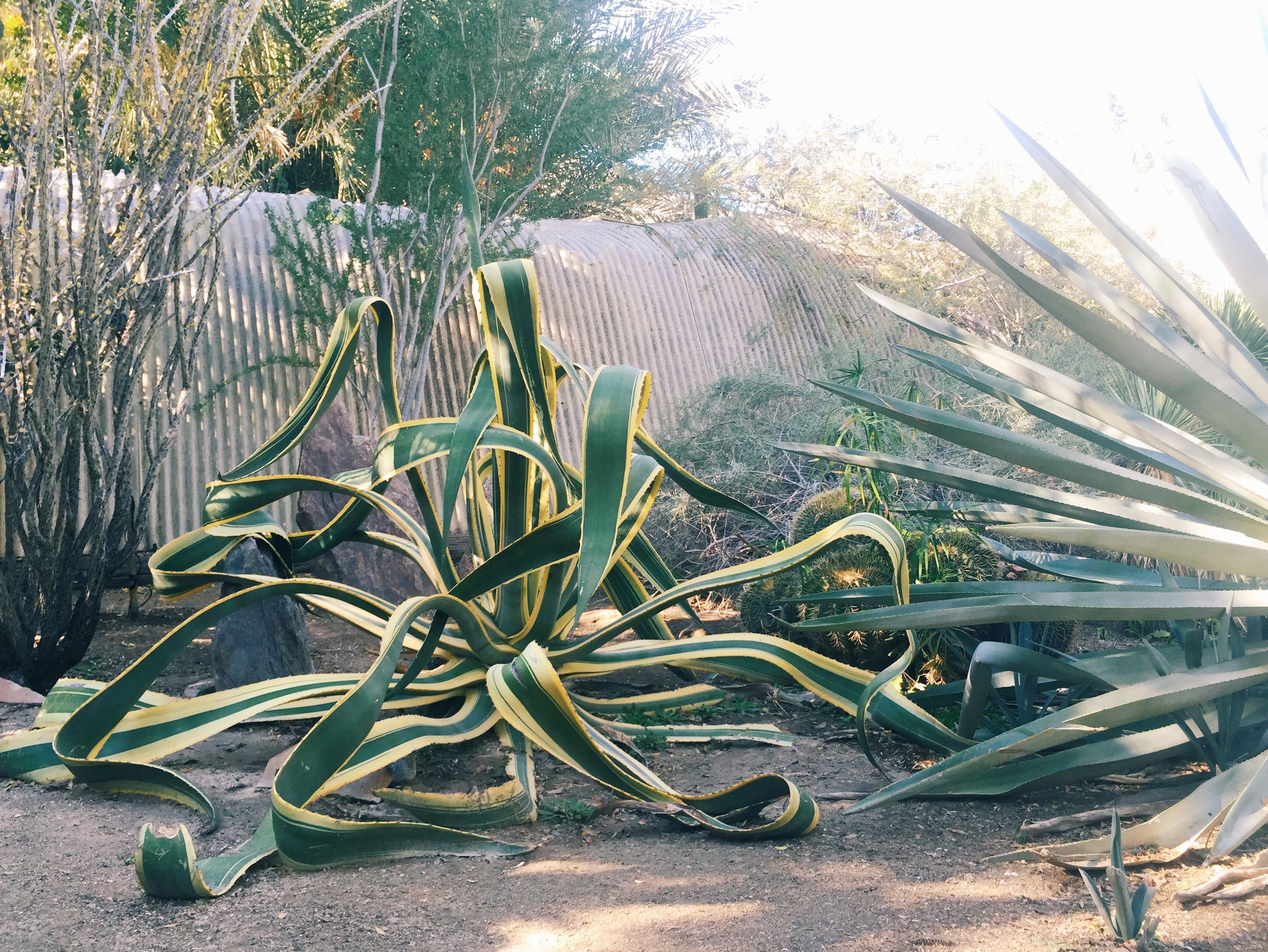  Agave americana striata   /&nbsp;Moorten Botanical Garden, Palm Springs CA 