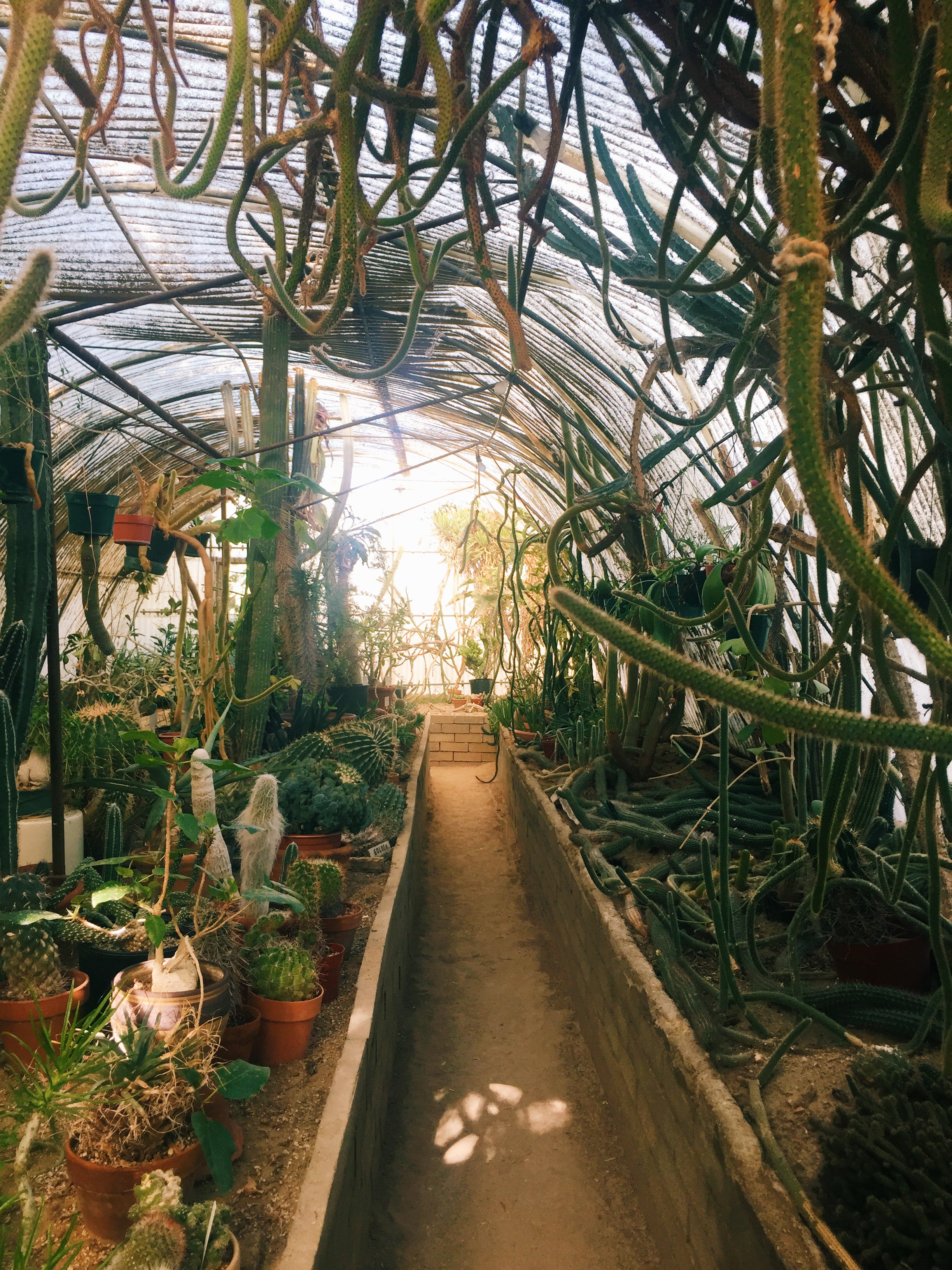  Inside the greenhouse / Moorten Botanical Garden, Palm Springs CA 