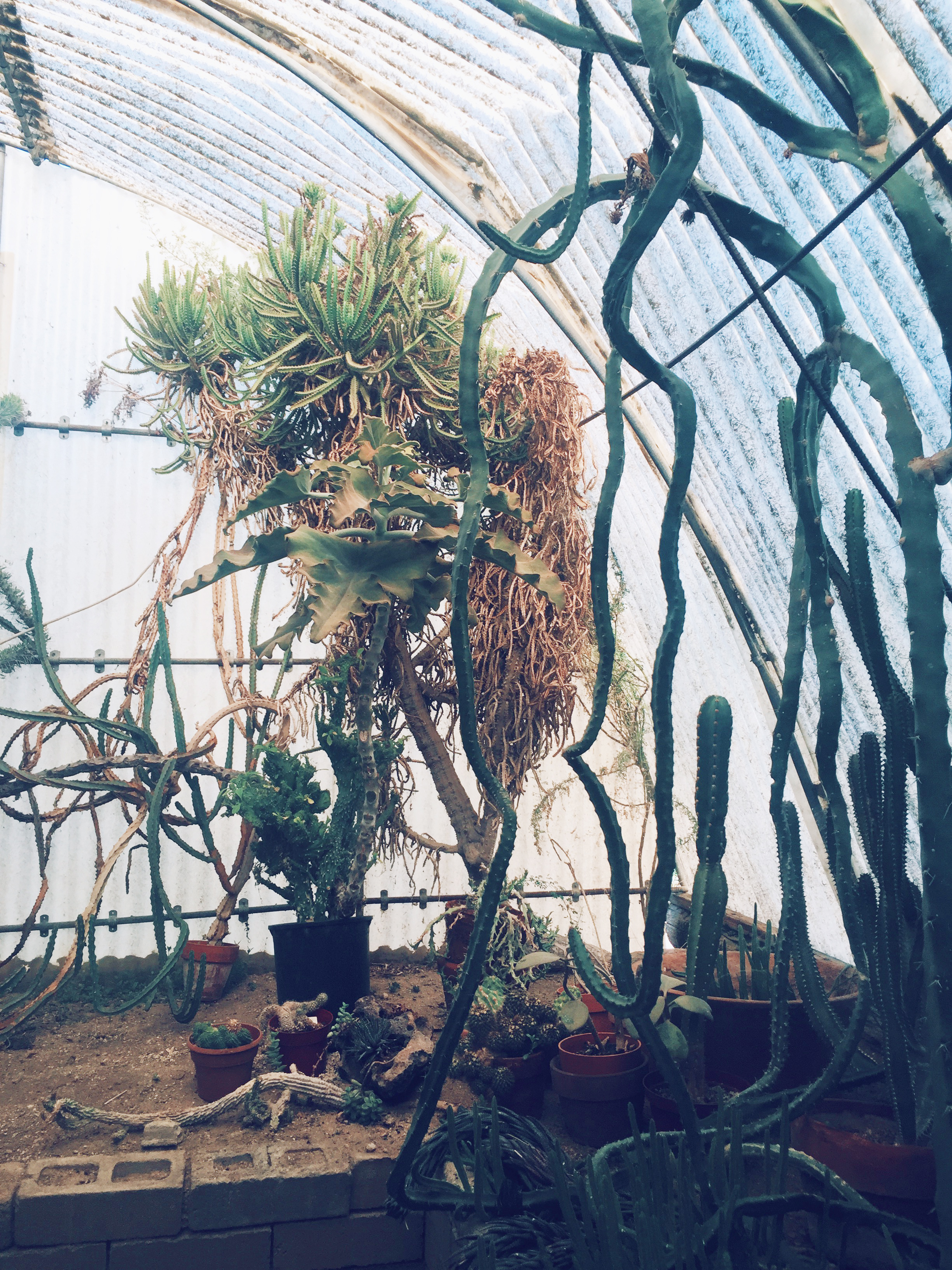  Cactus Greenhouse /&nbsp;Moorten Botanical Garden, Palm Springs CA 