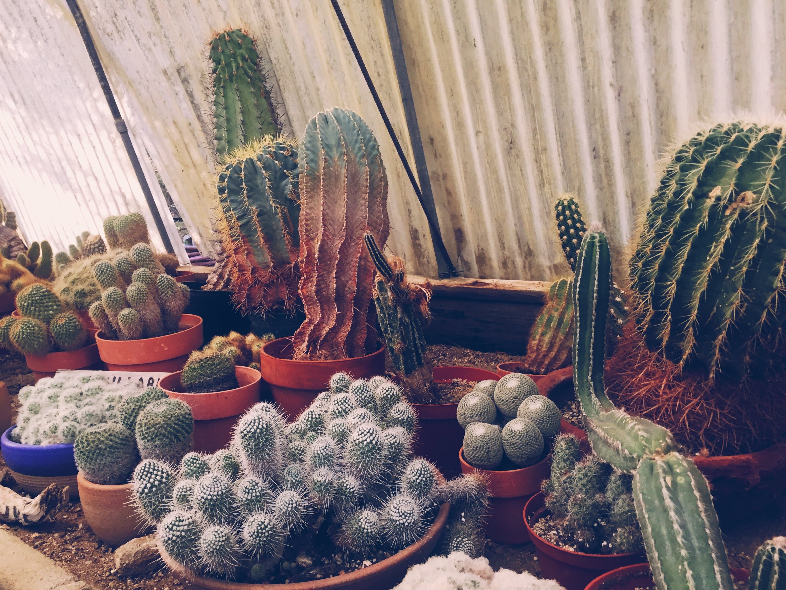  Cactus Garden / Moorten Botanical Garden, Palm Springs CA 