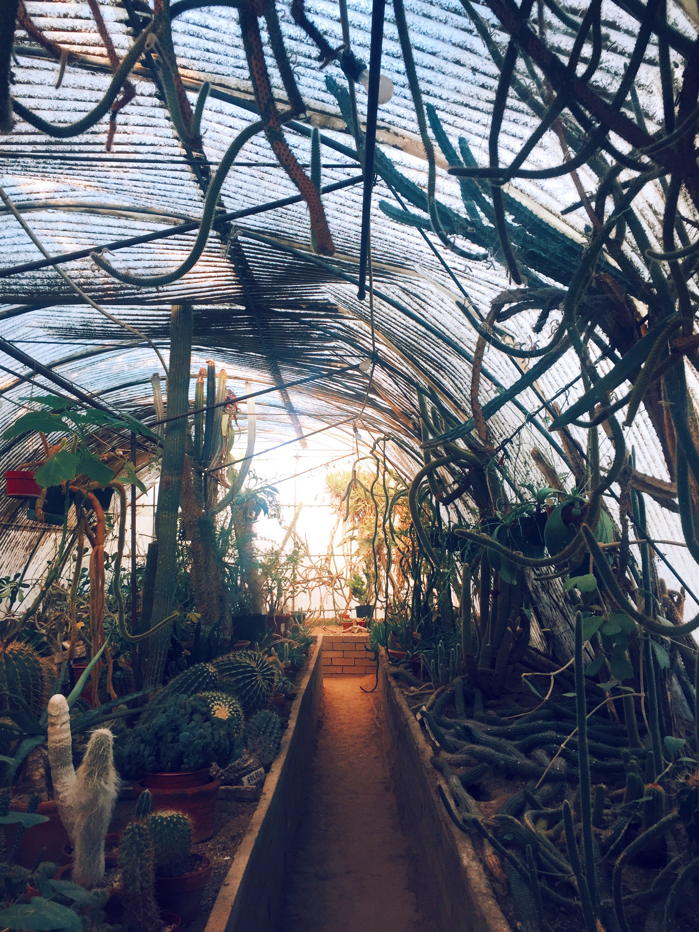  Cactus Garden / Moorten Botanical Garden, Palm Springs CA 