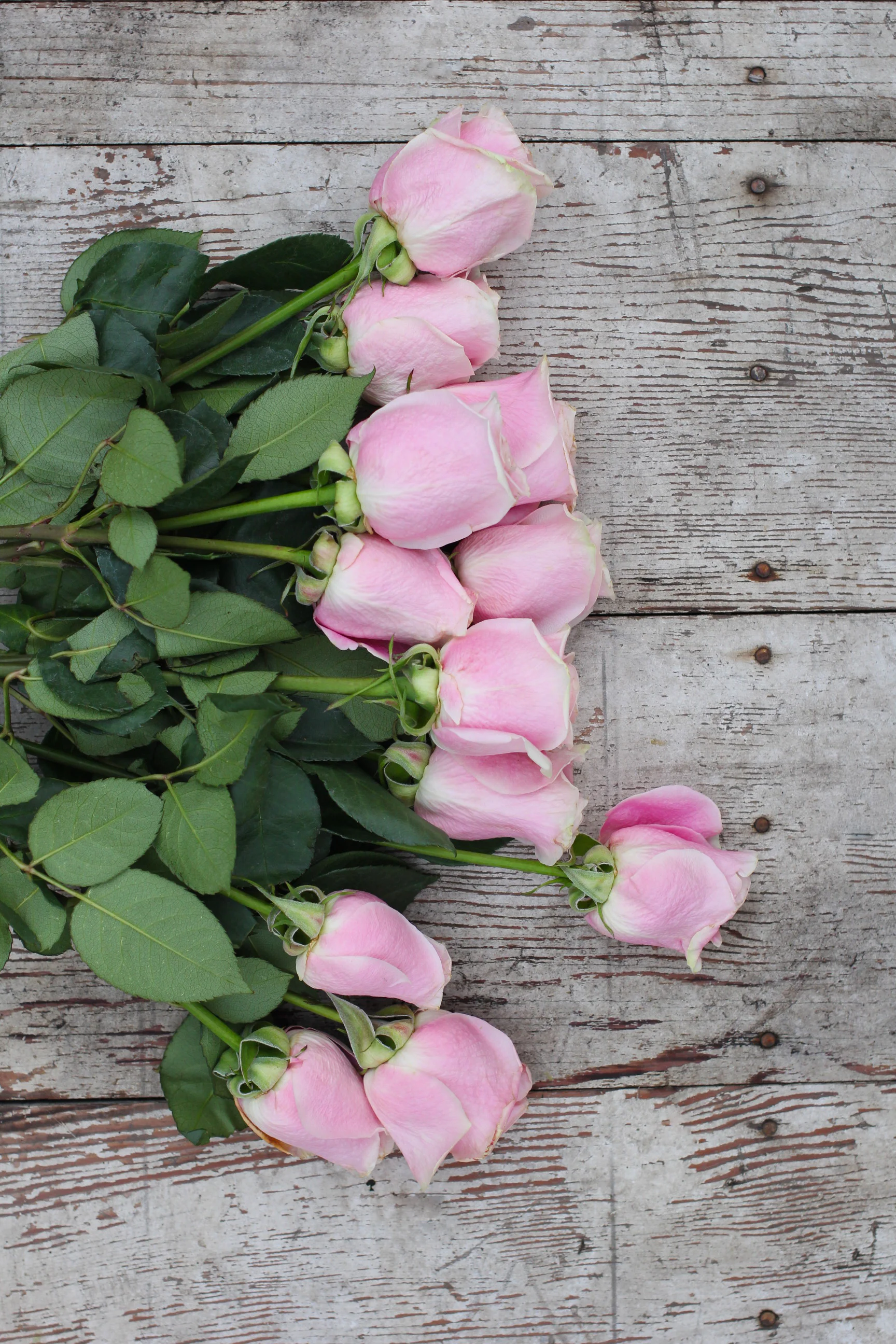 Pink Roses by Marissa Berrini