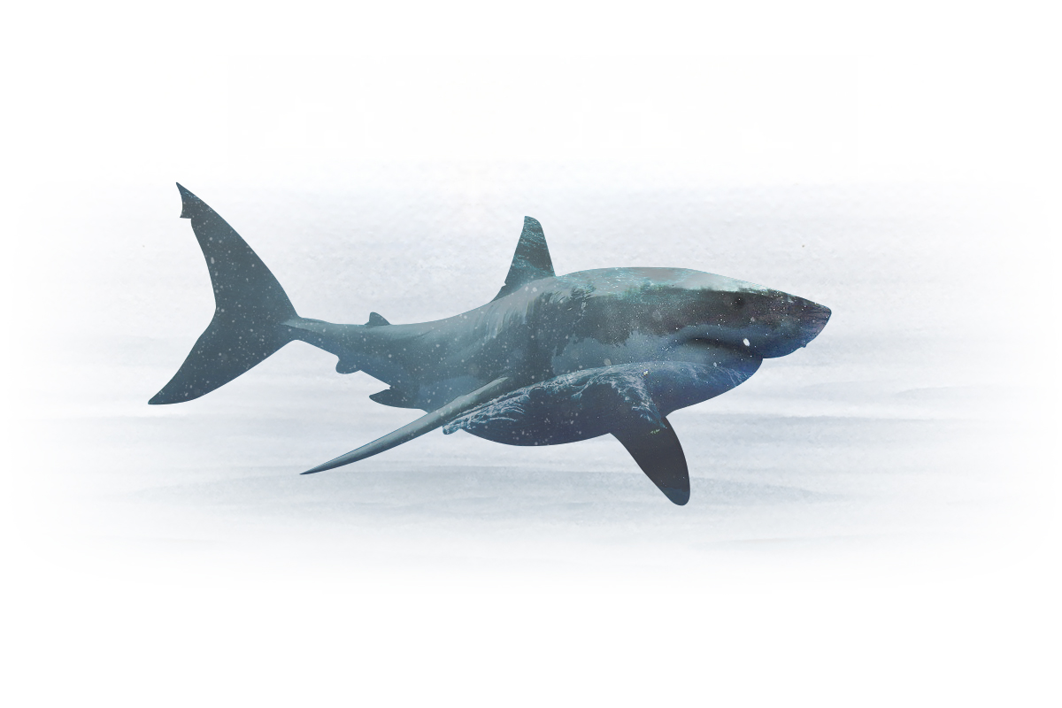 Shark.jpg