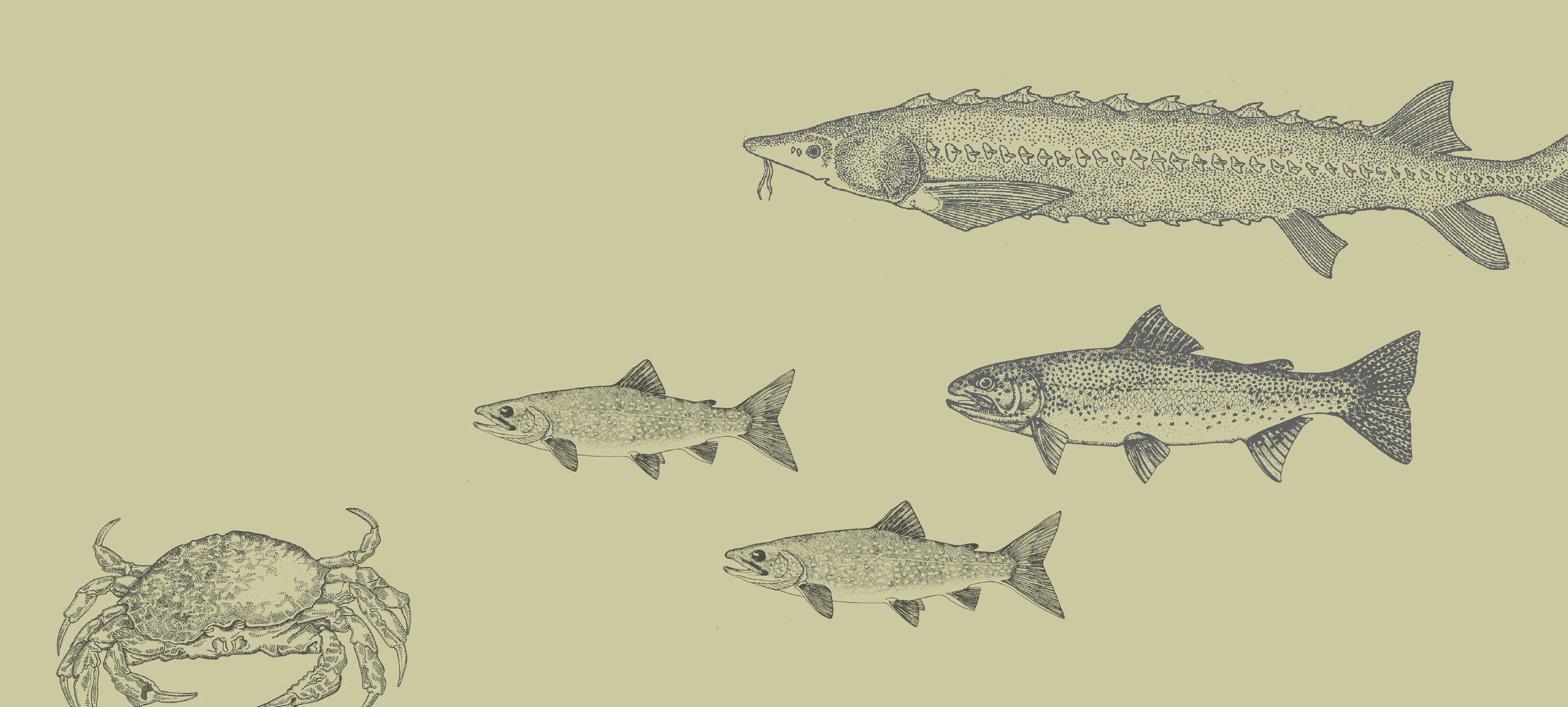 Illustration of fish and crab
