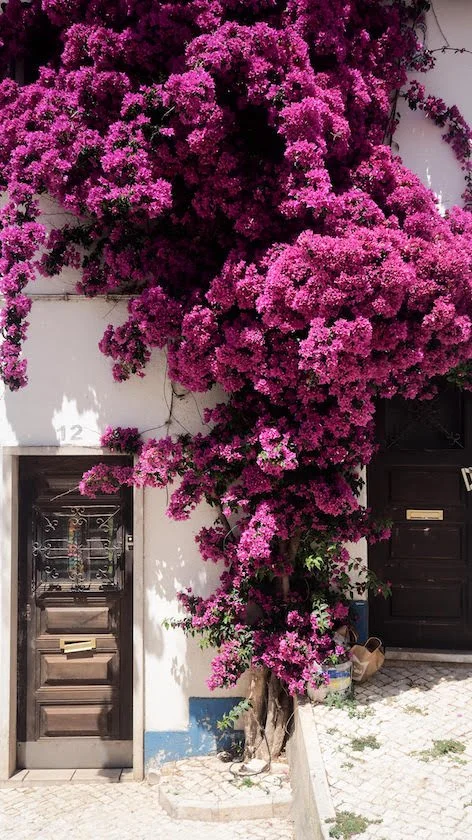 Bougainvilla Provence.jpeg