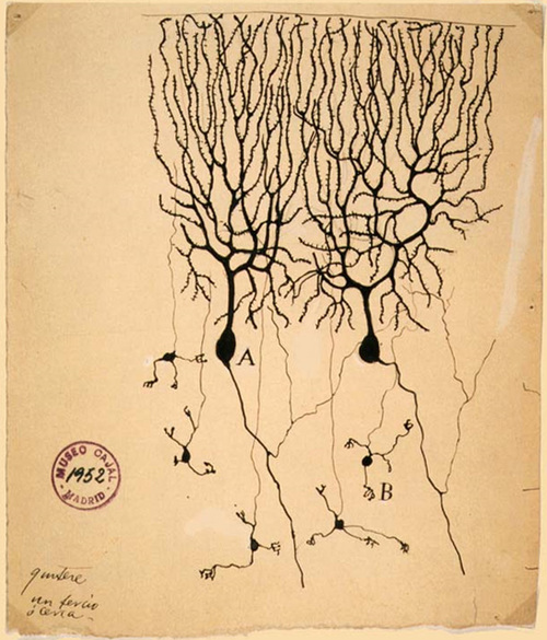 Purkinje neuron