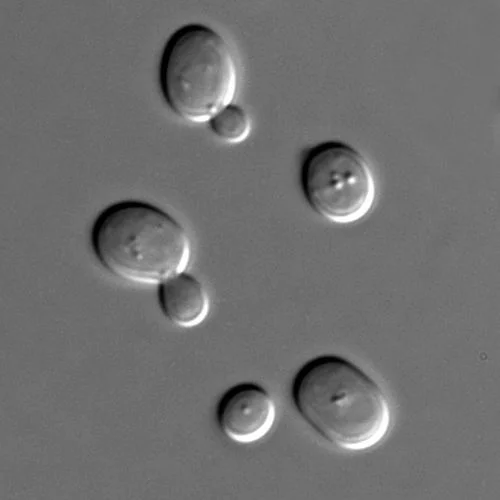 Saccharomyces cerevisiae under microscopy