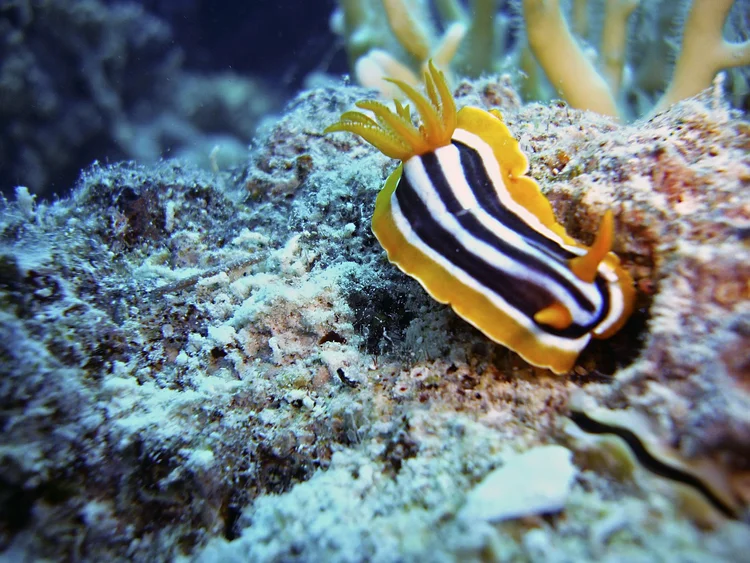 Sacoglossan sea slug