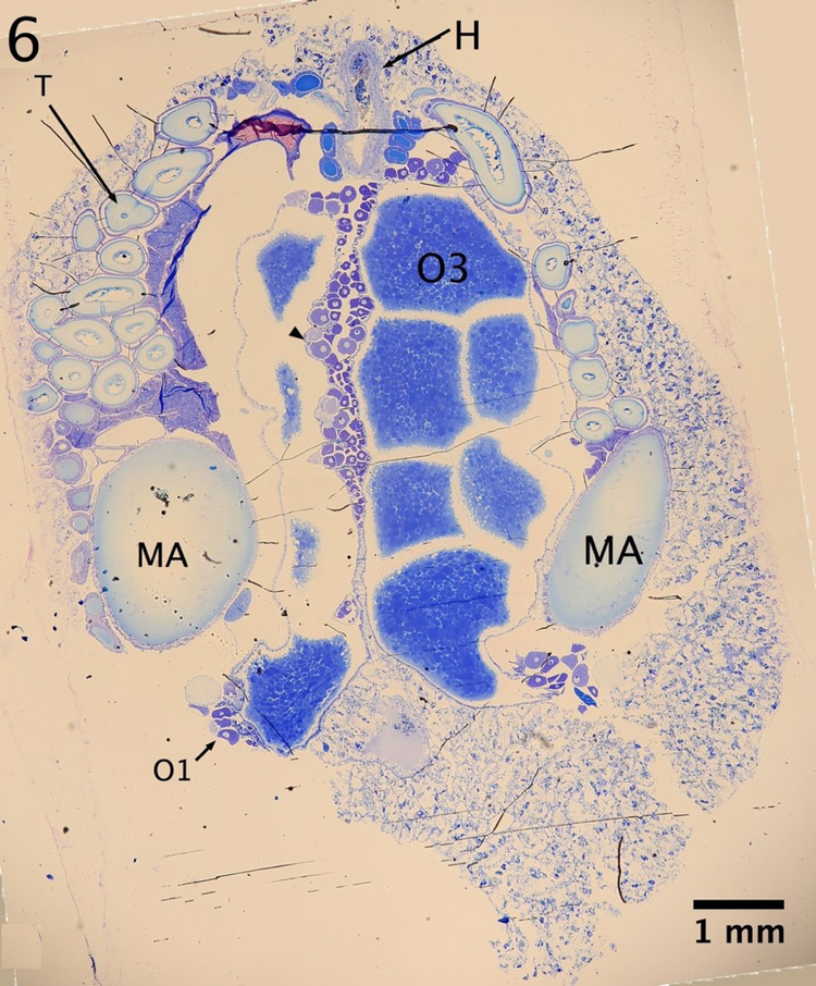 Ovarian development histology