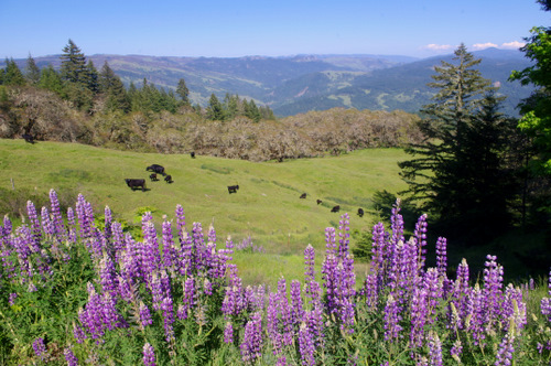 Lupines in bloom