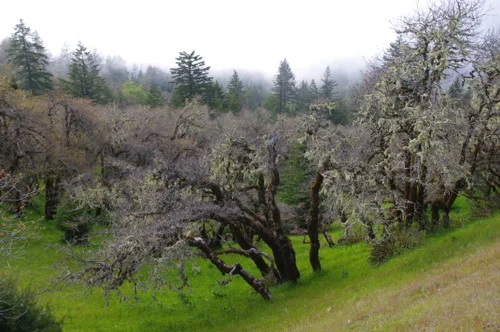 Oaks and prairie