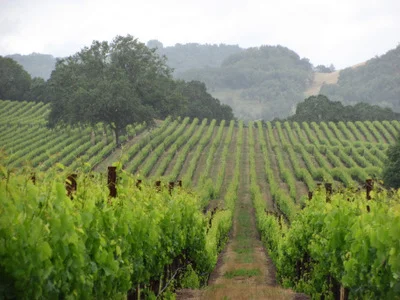 Wine country on our way to the coast