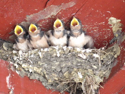 These birds are getting ready to leave the nest and I can't help but think of us getting ready to enter the real world once again.