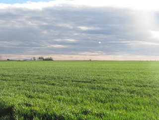 A typical view of winter wheat