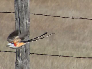 scissor-tailed flycatcher