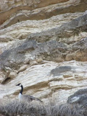 A Canada goose perched in the bluffs