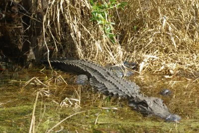 Alligators and Armadillos and Manatees...Oh My