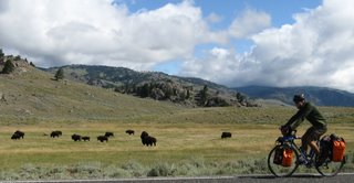 Tommy bikes by a herd of bison in Yellowstone National Park.