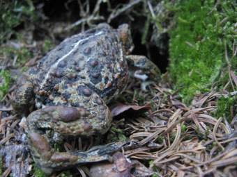 Boreal toads on the trail head for their winter burrows far from water.