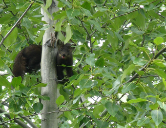 A pine marten checks us out.