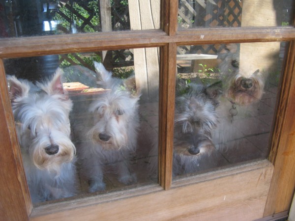 Jerry’s pups welcome us home for the night.