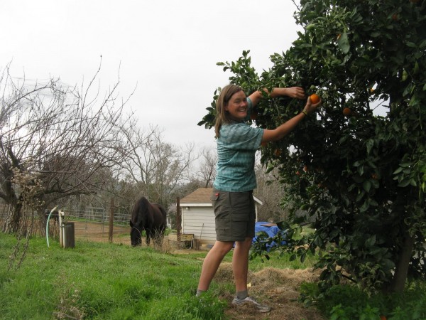 I pick one of the best oranges of my life at Katie and Jerry's house in Ramona, CA.