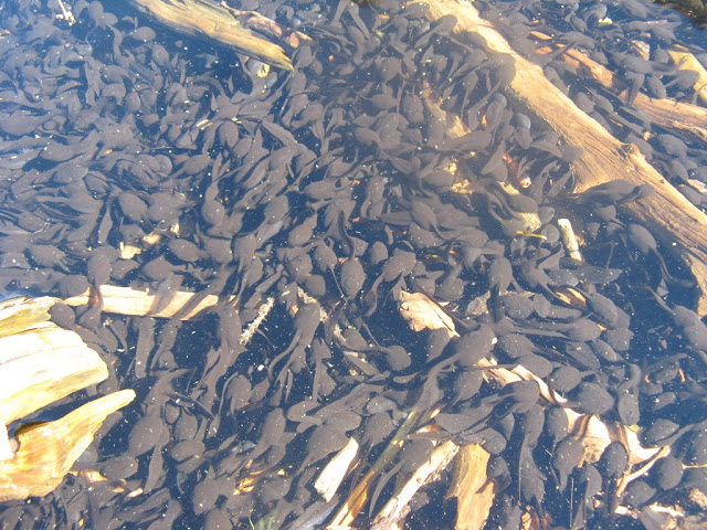 In a world of disappearing amphibians, all these tadpoles are a welcomed sight.