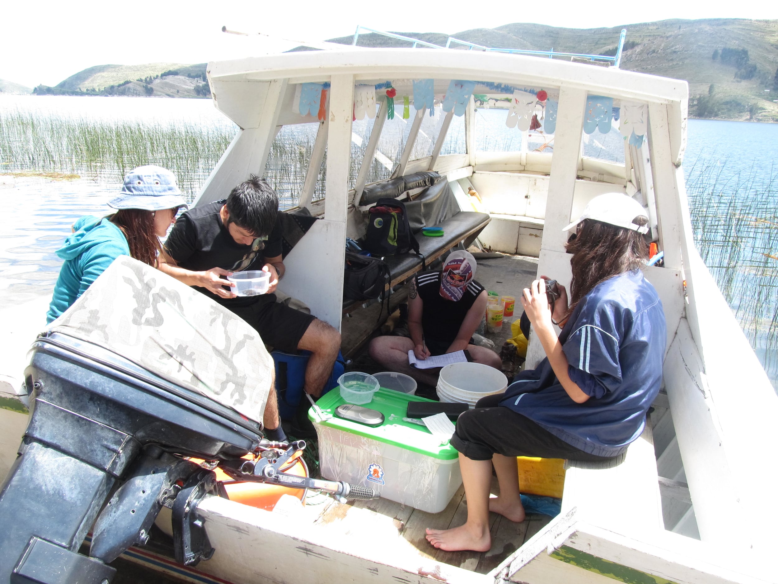 We weight, measure, check for overall healthy, count parasites, and take a swab to send to a lab to test for Chytrid...all on a boat that was ofter wouldn't sit still!
